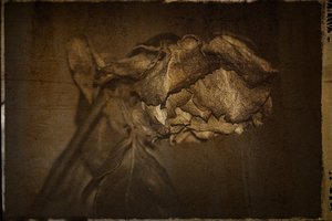 welkeRose.jpg welkeRose.jpg