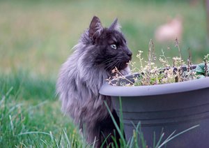 verkl.forum1490 kröte.jpg