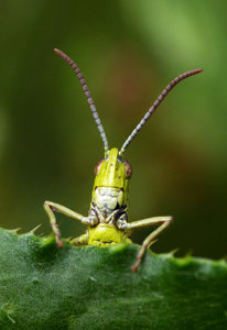 Kasperle-Theater.jpg Kasperle-Theater.jpg