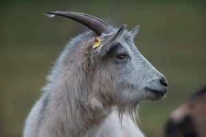 verkl.forum1723 Forum.jpg