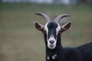 verkl.forum1737 Forum.jpg