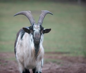 verkl.forum1965 Forum.jpg