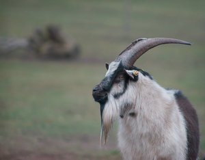 verkl.forum1971 Forum.jpg