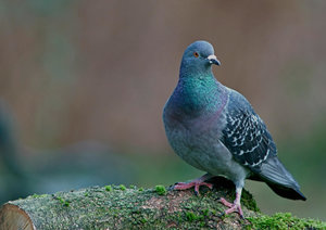 verkl.forum2152 Taube forum.jpg