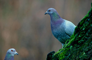 verkl.forum2317 taube forum.jpg