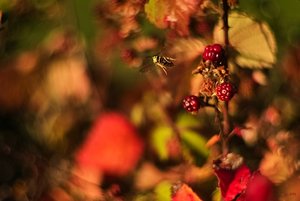 SDIM1668b  pse AutoRevTomioka 1,4 55mm (c) PPf.jpg
