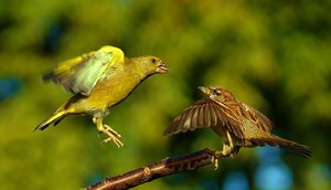 Ich hab was, was du nicht hast.jpg