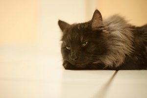 verkl.forum2532 Min.50mm.jpg