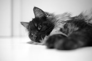 verkl.forum2536 Min.50mm.jpg