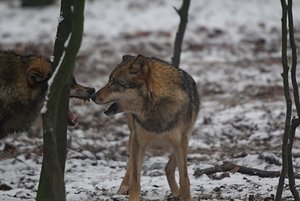 IMG_9884-333 (Andere).jpg