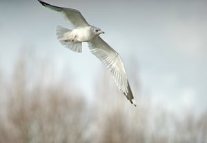 verkl.forum27 83 Möwe 300er.jpg