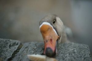 verkl.forum3346 50mm Gans.jpg