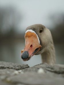 verkl.forum3414 50mm gans.jpg