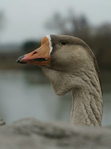 verkl.forum3399 50mm gans.jpg