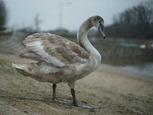 verkl.forum3507 50mm schwan.jpg