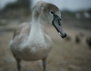 verkl.forum3542 50mm schwan.jpg