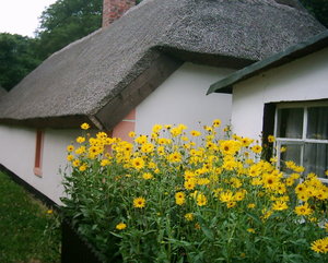 Topinam.jpg Topinam.jpg