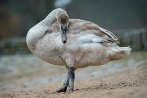 verkl.forumSchwan A7 135mm.jpg