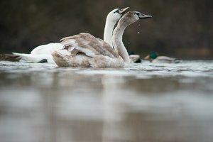 verkl.forumA 7 135mm.jpg