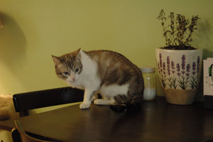 DSC_0130.JPG DSC_0130.JPG