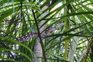 comp_1500comp_1500Python 11.jpg comp_1500comp_1500Python 11.jpg