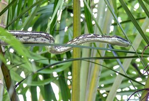 comp_1500Python 3.jpg comp_1500Python 3.jpg