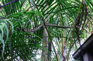 comp_1500comp_1500Python 8-2.jpg comp_1500comp_1500Python 8-2.jpg