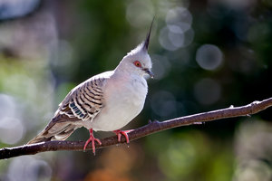 Taube Ausschn.-8934-Bearbeitet.jpg