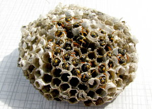 IMG_4450.JPG IMG_4450.JPG