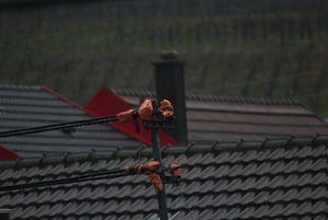 IMG_0268.JPG IMG_0268.JPG