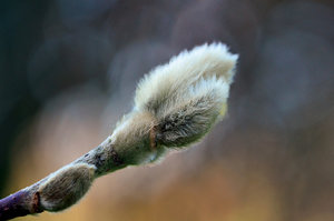 Knospe einer Sternmagnolie, 1.jpg