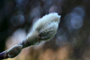 Knospe einer Sternmagnolie, 2.jpg