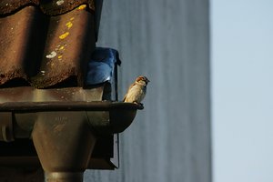 Forum DSC01476  NEX 5R + Beroflex 400mm (c) PPf.jpg