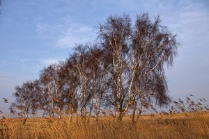Rügen2014046SDIM0101.jpg Rügen2014046SDIM0101.jpg