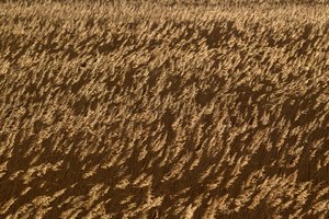 Rügen2014037SDIM0077.jpg Rügen2014037SDIM0077.jpg