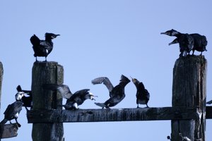 Rügen2014083SDIM0025cut.jpg Rügen2014083SDIM0025cut.jpg