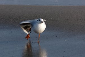 Rügen2014069SDIM6282CUT.jpg Rügen2014069SDIM6282CUT.jpg