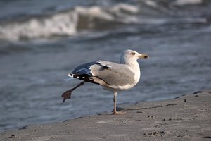 Rügen2014043SDIM0090.jpg Rügen2014043SDIM0090.jpg