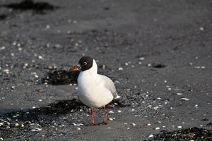 Rügen2014072SDIM6300.jpg Rügen2014072SDIM6300.jpg