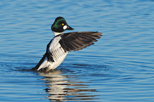 20140312_740_Schellente02 Bucepala clangula.JPG