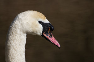 GRA_20140312_7D_5863_sm.jpg GRA_20140312_7D_5863_sm.jpg