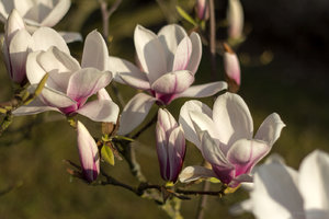 Magnolien_1.jpg