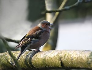 BuchfinkAstM2_filtered_filtered.jpg BuchfinkAstM2_filtered_filtered.jpg