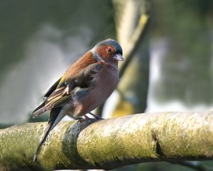 BuchfinkAstM1_filtered.jpg BuchfinkAstM1_filtered.jpg