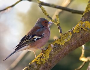 BuchfinkAst9_filtered.jpg BuchfinkAst9_filtered.jpg