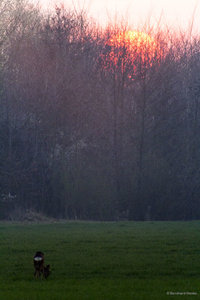Sonnenuntergang_Reh.jpg