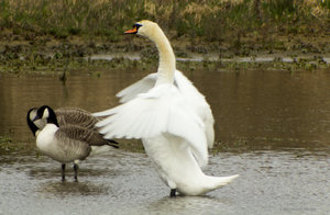 Schwan_Fluegel.jpg