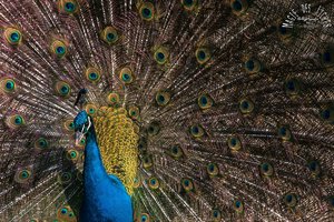 comp_Tierpark Odenkirchen 126a.jpg