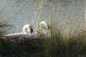 Schwan_Nest.jpg