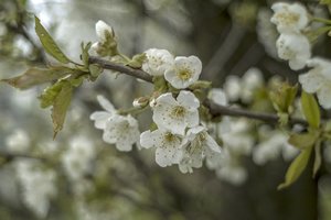 comp__SDI2133.jpg comp__SDI2133.jpg